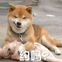 柴犬歪头杀问'约吗?'