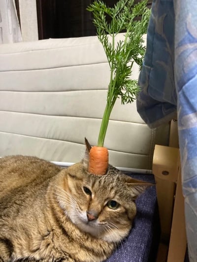 一只虎斑猫平静地趴在沙发上，头顶上赫然立着一根带绿叶的完整胡萝卜。猫咪表情淡定，似乎对这个奇特的“头饰”毫不在意。背景中可以看到浅色沙发和蓝色布料，整体场景像是在普通家庭的客厅里。这张照片通过将日常蔬菜与宠物结合，创造出一种滑稽又可爱的视觉效果，让人忍俊不禁。