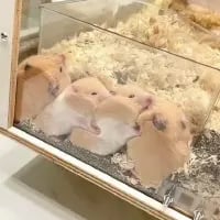 金丝仓鼠