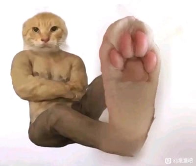 这是一张充满恶搞趣味的创意合成图片，将橘猫的头部、健硕的人类男性上半身、穿着丝袜的人类腿部拼接在一起，同时把一只人类的脚通过图像修改，将脚趾替换成猫爪的粉色肉垫样式。画面里的“猫人”双臂交叉抱胸，摆出傲娇又不屑的坐姿，前方的“猫爪脚”与混搭的身体部位形成强烈的违和感，整体画面荒诞滑稽，通过错位的身体组合制造出极具冲击力的搞笑效果，适合用作表情包来调侃或整活。