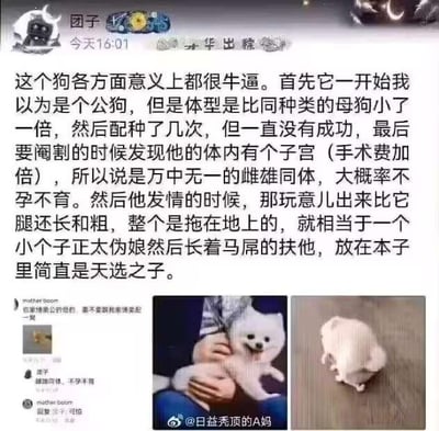 这是一条微博平台的趣味宠物分享内容，博主「团子」发布长文讲述了一只特殊的白色博美犬的经历：起初以为是公狗，但体型比同种类母狗小一倍，多次配种均未成功，在绝育手术时发现它体内有子宫，是罕见的雌雄同体犬只，大概率不孕不育。博主还用二次元「扶他」的梗来形容它发情时的特殊状态，调侃这只狗是二次元创作的天选素材。配图包含两张照片，一张是小狗被人抱在怀中的样子，另一张是小狗趴在地面的画面，评论区还有其他网友的互动留言。