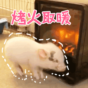 小猪烤火取暖萌态十足
