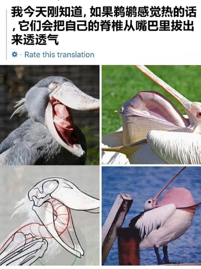 图片上方配有幽默文字：'我今天刚知道,如果鹈鹕感觉热的话,它们会把自己的脊椎从嘴巴里拔出来透透气'。下方由四张图片组成：左上角是一只鹈鹕张开大嘴露出红色喉囊的特写；右上角是另一只鹈鹕张开喙部、喉囊外翻的画面；左下角是鹈鹕头部骨骼及喙部结构的线稿示意图；右下角是一只鹈鹕站在木桩上，将长喙向后弯曲、喉囊鼓起的场景。整体通过荒诞的文字与鹈鹕自然展示喉囊的真实图片结合，制造出搞笑效果，实际上鹈鹕张开嘴露出的是用于储存食物和散热的喉囊，并非脊椎。