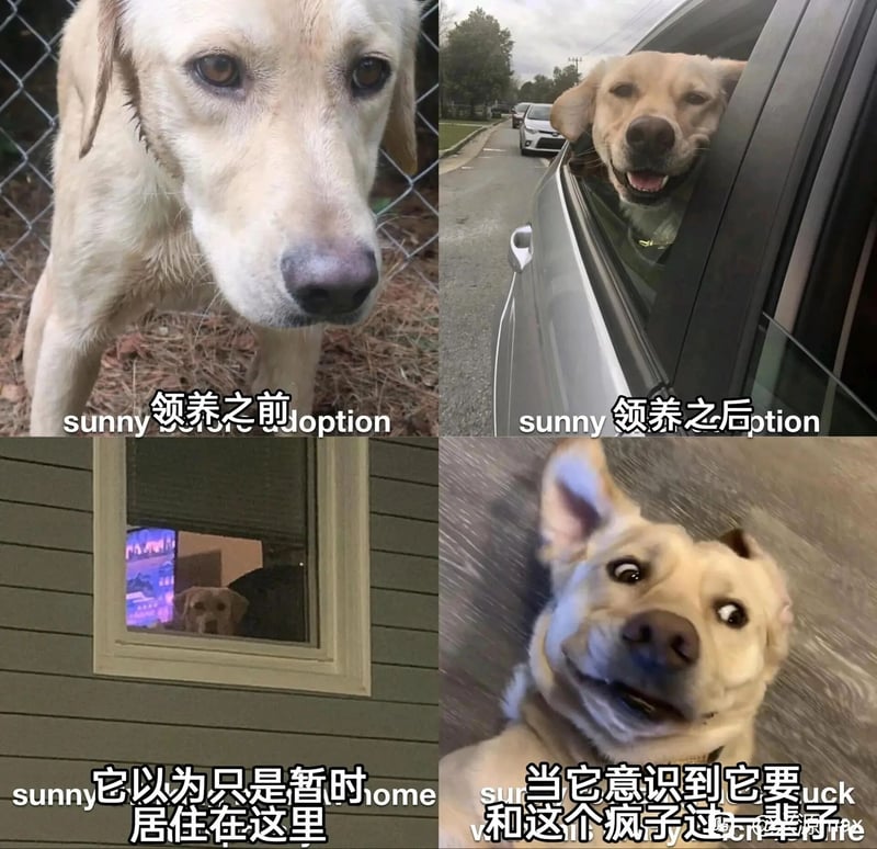 宠物狗