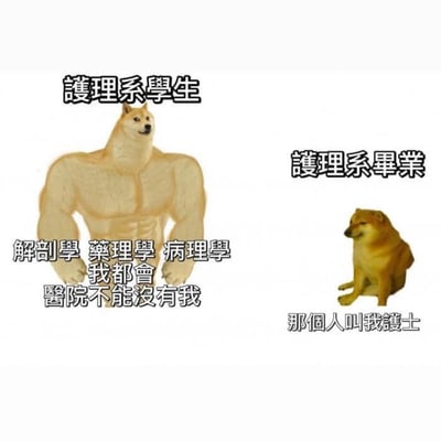 图片左侧是一只肌肉发达的柴犬，上方标注“护理系学生”，下方配有文字“解剖学 药理学 病理学 我都会 医院不能没有我”，展现出学生时期对专业能力的自信；右侧是一只体型普通的柴犬，上方标注“护理系毕业”，下方配有文字“那个人叫我护士”，形成毕业后现实与理想的幽默反差。整体通过柴犬的形象对比，调侃护理专业学生从理论自信到职场实际称呼的落差。