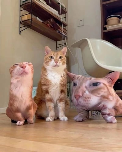 一只橘白相间的猫正平静地端坐在木质地板中央，它的左右两侧各摆放着一个造型独特的猫咪玩偶。左侧的玩偶呈现出仰头的姿势，右侧的玩偶则有着夸张放大的猫脸，其底部还能看到标有“1450”字样的标签。背景中可以看到房间的一角，有安装在墙上的书架，上面摆放着书籍和一些杂物，旁边还有一把白色的椅子，整体场景营造出一种温馨又略带趣味的氛围。