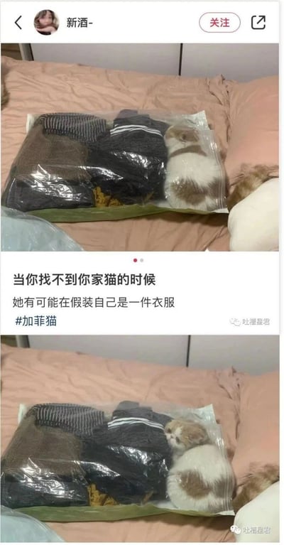 这是一张社交媒体内容截图，采用上下拼接的对比图形式，背景是铺有浅粉色床单的床铺。上方图中，一只黄白配色的加菲猫蜷缩在装有多件衣物的真空压缩袋内部角落，身形和袋内衣物混在一起，很难被立刻发现；下方图中这只加菲猫抬起头，睁着眼睛看向镜头，模样可爱。图片中间配有文字“当你找不到你家猫的时候 她有可能在假装自己是一件衣服 #加菲猫”，截图显示发布者是用户名“新酒-”的用户，右下角带有“吐槽星君”的水印。