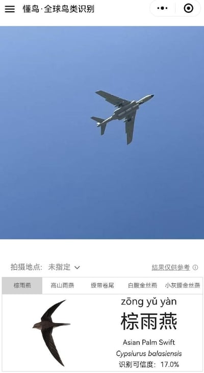 图片展示了“懂鸟·全球鸟类识别”APP的界面截图，上方是一张在蓝天中飞行的飞机照片，下方则是APP的识别结果。结果显示该APP将飞机错误识别为“棕雨燕”（Asian Palm Swift），学名为Cypsiurus balasiensis，识别可信度仅为17.0%。整个画面通过APP对飞机的离谱误判，形成了幽默搞笑的效果，讽刺了部分识别软件在特殊情况下的识别能力不足。