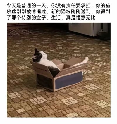 一张展现猫咪惬意生活的图片，上方配有文字描述："今天是普通的一天，你没有责任要承担，你的猫砂盆刚刚被清理过，新的猫粮刚刚送到，你得到了那个特别的盒子，生活，真是惬意无比"。图片主体是一只黑白相间的猫，正舒适地躺在一个纸箱中，眼睛紧闭，四肢放松伸展，展现出极度放松的状态。猫咪所在的纸箱放置在铺有方形瓷砖的地面上，背景中隐约可见部分家具。