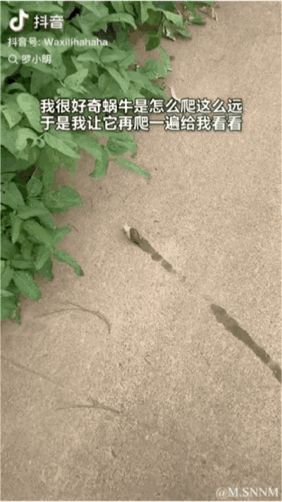 这是一段竖屏动态图，画面中一只蜗牛在水泥地面上缓慢爬行，地面上有一道类似蜗牛黏液的长痕迹，旁边是绿色的植物。图中配文“我很好奇蜗牛是怎么爬这么远的 于是我让它再爬一遍给我看看”，制造出无厘头的搞笑效果：实际上这道痕迹是人为提前画好的，蜗牛根本无法还原爬痕，用这种反差感调侃这种毫无意义的“验证”行为，充满脑洞与滑稽感。