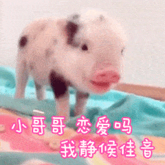 小猪问小哥哥恋爱吗 静候佳音