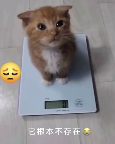 这是一张充满趣味的萌宠梗图，画面主体是一只橘白相间的小奶猫，它睁着圆溜溜的大眼睛，表情委屈巴巴地端正蹲坐在电子秤上，但电子秤的显示屏却显示数字0，仿佛这只小猫没有重量一般。图片左侧配有一个眉头紧皱、神情难过的黄色表情符号，底部则配有文字“它根本不存在”，通过电子秤未测出重量的反差效果，制造出小猫仿佛“不存在”的搞笑错觉，既展现了小奶猫的软萌可爱，又用荒诞的反差感戳中大众笑点，是很受欢迎的萌宠趣味内容。