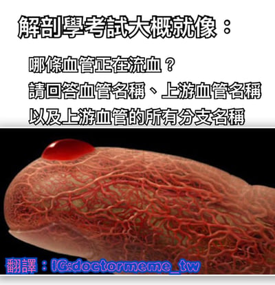 这张梗图通过夸张手法幽默地表现了解剖学考试的难度。上方文字提出了一个看似简单却极难回答的问题：在极其复杂的血管网络中找出正在流血的血管，并要求回答该血管名称、上游血管名称及其所有分支名称。下方配图展示了布满密密麻麻血管的器官组织特写，只有一个微小的血滴作为唯一线索，生动展现了医学生面对解剖学考试时的绝望与无奈。