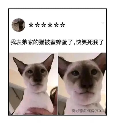 这是一张社交媒体截图，上方配文表示“我表弟家的猫被蜜蜂蛰了，快笑死我了”，下方是两张暹罗猫的左右对比图。左侧图里的猫咪脸部状态正常，表情平静；右侧图里的猫咪鼻子周围的脸部因被蜜蜂蛰而肿胀，脸部宽度明显增加，表情看起来委屈又无奈。图片右下角带有“译:夕阳红·苟德(GOLD)”的水印，整体内容以猫咪被蛰后的搞笑变化为看点，充满趣味性，容易让观者觉得好笑。