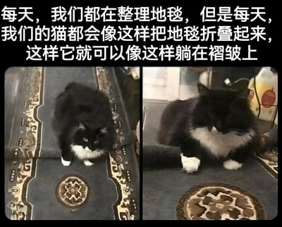 这是一张左右对比图，展示了一只黑白相间的猫咪与地毯之间的有趣互动。左边的图片中，猫咪正坐在被它折叠起来的地毯上，眼神看向前方；右边的图片中，同一只猫咪舒适地躺在自己制造的地毯褶皱上，显得十分惬意。图片上方配有文字说明："每天，我们都在整理地毯，但是每天，我们的猫都会像这样把地毯折叠起来，这样它就可以像这样躺在褶皱上"，生动地描述了猫咪调皮又可爱的行为。