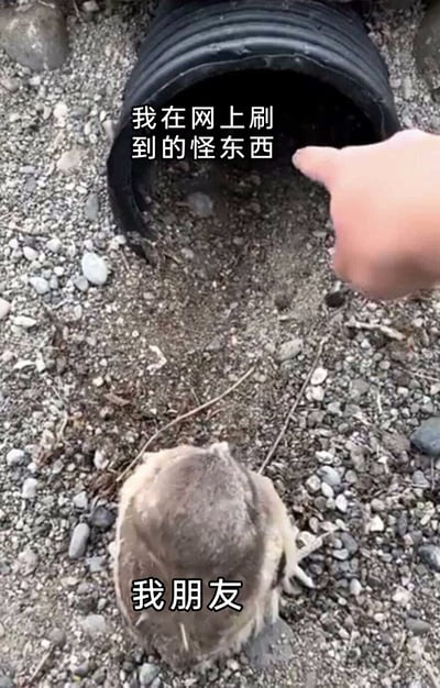 这是一张趣味梗图，画面背景是布满碎石的地面，上方有一个黑色的管道口，一只手正指向管道口，配文“我在网上刷到的怪东西”；画面下方是一只背对镜头、头部贴近地面的猫头鹰，配文“我朋友”。这张图通过将网上的新奇事物和朋友的反应做对比，用猫头鹰呆呆的姿态调侃朋友对网络新鲜事物的好奇与专注，仿佛朋友正像这只猫头鹰一样，全神贯注地关注着网上的“怪东西”，充满搞笑趣味。