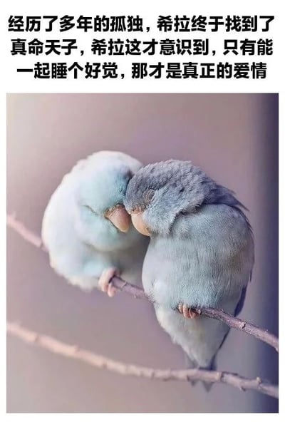 图片上方配有文字：“经历了多年的孤独，希拉终于找到了真命天子，希拉这才意识到，只有能一起睡个好觉，那才是真正的爱情”。下方是两只蓝色的小鸟，它们并排栖息在树枝上，双眼紧闭，头部相互依偎，呈现出安详睡觉的姿态。整体画面温馨治愈，通过拟人化的文字赋予小鸟情感故事，传达出陪伴与简单幸福的爱情观。