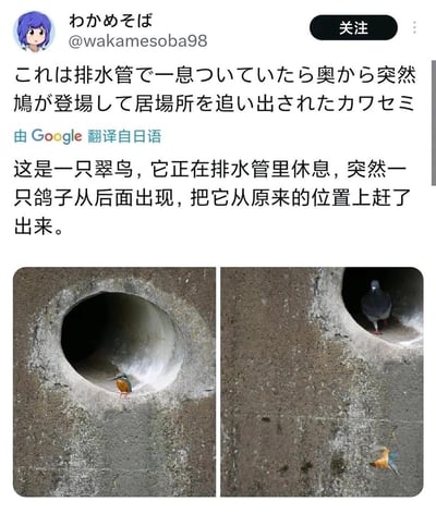 这是一组左右对比的实拍场景图，左图中一只色彩鲜艳的翠鸟正待在混凝土排水管的洞口休息，右图里一只鸽子占据了排水管的内部空间，翠鸟则被从原本的位置赶了出来，正处于飞行逃离的状态。配文详细讲述了这个有趣的“鸠占鹊巢”式的动物互动过程，画面的反差感带来了十足的搞笑效果。