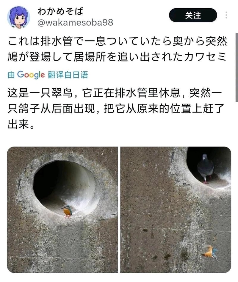 鸽子