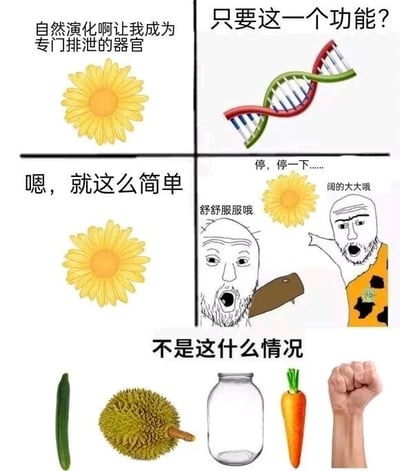 这是一张由多图拼接而成的剧场式搞笑梗图，整体分为三个区域。左上区域是黄色菊花图案，配文“自然演化啊让我成为专门排泄的器官”，这里的“菊花”使用了双关，既指花朵，又指代人体的肛门；右上区域是DNA双螺旋图案，配文“只要这一个功能？”。左下区域是同样的菊花图案，配文“嗯，就这么简单”。右下区域是两个抽象风格的卡通人物，一个被类似物体抵住身体对应部位，张嘴露出惊讶的表情，配文“停，停一下……”，另一个人物兴奋地张嘴，配文“舒舒服服服哦”“阔的大大哦”。底部区域展示了黄瓜、榴莲、玻璃瓶、胡萝卜、拳头这几样物品，配文“不是这什么情况”。整张图通过“菊花”的双关含义，构建了“演化设定的单一排泄功能”和“实际被用于其他不当用途”的强烈反差，以低俗搞笑的方式制造笑点，图中的物品都带有暗示性，指向一些不符合演化设定的不当行为。