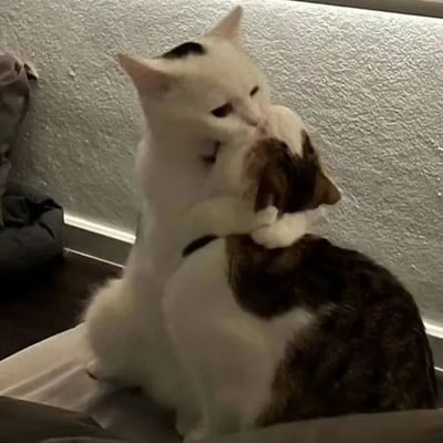 两只猫咪正亲密地依偎在一起，白猫用前爪轻轻环抱着棕虎斑猫的脖子，它们的脸颊相互贴紧，仿佛在亲吻一般。白猫头顶有一块黑色的毛发，形成了独特的标记，而棕虎斑猫则将头微微扬起，露出享受的表情。它们坐在一个浅色的纸箱上，背景是带有纹理的白色墙壁，画面充满了温暖和治愈的氛围。