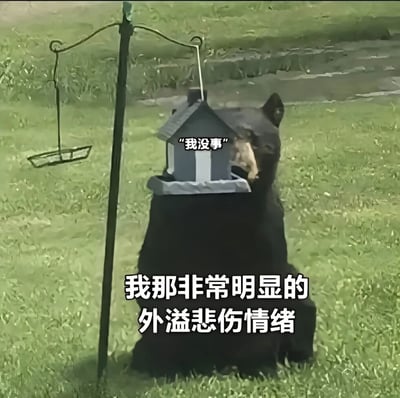 一只黑熊坐在绿色草地上，头上顶着一个灰色的小鸟屋，表情看起来有些忧郁。熊的头部附近有对白气泡写着“我没事”，图片下方配有文字“我那非常明显的外溢悲伤情绪”。通过熊嘴上说没事但状态明显悲伤的反差，形成幽默又带点共鸣的效果，常用于表达口是心非的情绪。