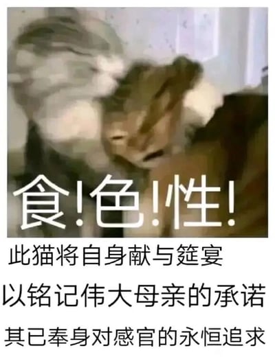 这是一张图文混排的网络表情包，画面主体是两只互动的猫咪，一只浅色猫咪动作幅度较大，看起来像是在撕咬或叼住另一只深色猫咪，画面动态感强，显得有些混乱。图中上方配有醒目的白色感叹号分隔的文字“食!色!性!”，下方还有三段风格严肃、故作深沉的文字：“此猫将自身献与筵宴，以铭记伟大母亲的承诺，其已奉身对感官的永恒追求”。该表情包化用了《孟子·告子上》中“食色性也”的经典语句，用严肃文艺的表述调侃猫咪的日常互动，制造出强烈的反差感，达到搞笑玩梗的效果，适合在社交场景中用于调侃、活跃气氛。