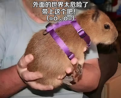 图片中一只棕色水豚被人用双手托举着，身上穿着紫色的背带式 harness。水豚表情平静，眼神看向一侧。图片上方配有文字“外面的世界太危险了 带上这个吧! (๑ò∀ó๑)”，用可爱的语气和颜文字表达了对水豚的保护欲，形成一种幽默有趣的效果。