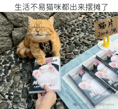 一只橘猫坐在铺满鹅卵石的地面上，身穿豹纹小背心，双眼紧闭，一只前爪搭在一张DVD碟片上。猫的身旁立着一个写有“猫片 200元/张”的木质招牌，前方铺着蓝色布块，上面整齐摆放着多张印有白猫肉球图案的DVD，碟片标题为“純白の誘惑”。一只人手正拿着其中一张碟片，似乎在挑选。图片顶部配有文字“生活不易猫咪都出来摆摊了”，通过拟人化手法幽默展现猫咪“为生活奔波”的场景，其中“猫片”一词在此处指猫咪主题的影像资料，营造轻松搞笑的氛围。