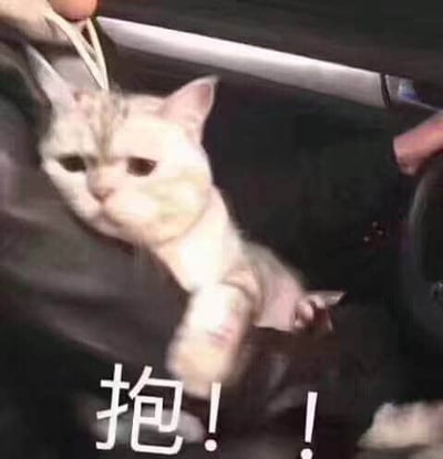 图片中一只白色猫咪被人抱坐在汽车座椅上，猫咪眼神略带委屈，耳朵竖起，前爪自然垂下，表情呆萌。图片底部有醒目的白色文字“抱!!”，直观表达了猫咪仿佛在撒娇求抱抱的可爱状态。整体场景温馨，猫咪的表情和文字搭配充满趣味，容易引发观者的喜爱之情。