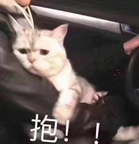 猫咪坐车求抱抱 委屈表情萌化了