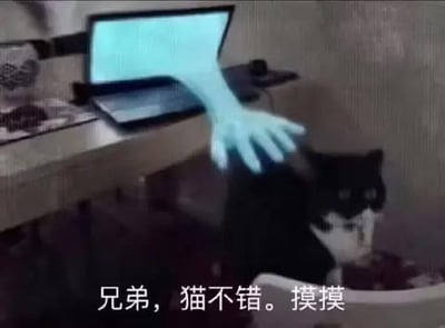这是一张经过P图改编的搞笑梗图，画面里桌子上的笔记本电脑屏幕中伸出一只半透明的蓝色手，正在抚摸下方一只黑白花色的猫咪，猫咪看起来有些茫然。图下方配文“兄弟，猫不错。摸摸”，通过打破次元的合成效果制造出荒诞搞笑的趣味，仿佛电脑里的“人”隔着屏幕摸到了现实里的猫，用幽默的方式呈现跨次元互动的场景。