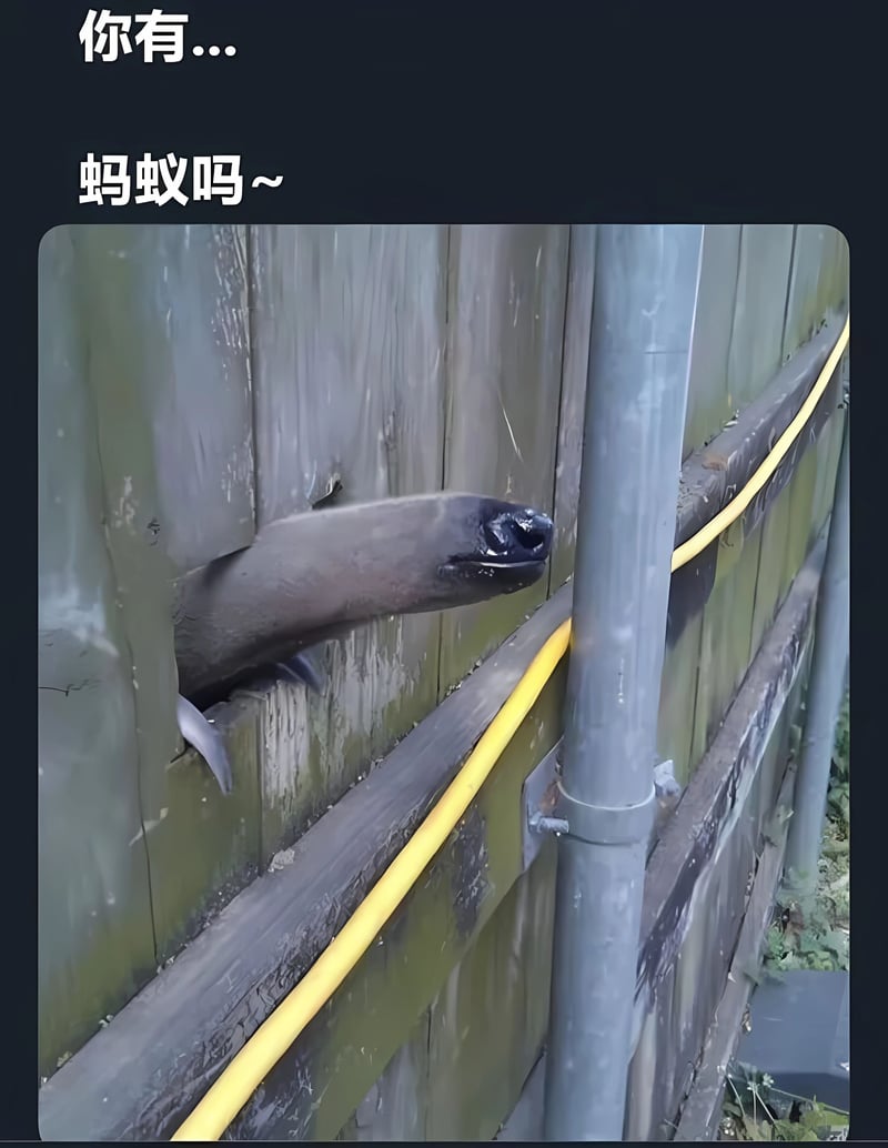 海豹