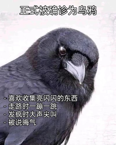 这是一张属于‘正式被确诊为XX’系列的网络自嘲梗图，以一只神态戏谑、带点不屑的真实乌鸦照片为主体，上方配文‘正式被确诊为乌鸦’，下方列出四条对应特征：喜欢收集亮闪闪的东西、走路时一蹦一跳、发疯时大声尖叫、被说晦气。图中将人类的日常行为和乌鸦的天生习性、社会刻板印象相结合，用动物拟人的方式，以自嘲的口吻调侃自身的行为状态，契合当下年轻人用动物梗抒发情绪、进行自我调侃的网络文化氛围。