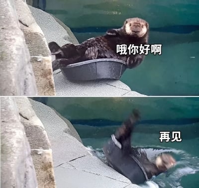 这是一张上下拼接的幽默梗图，展示了一只水獭的快速问候与告别。上图中，水獭悠闲地躺在一个黑色容器里，配文'哦你好啊'；下图中，水獭连同容器一起翻入水中，配文'再见'。两张图形成有趣的对比，营造出幽默效果。