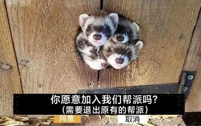 图片中几只可爱的鼬鼠从木板的洞口探出头来，眼神呆萌好奇。图片下方有一行文字：“你愿意加入我们帮派吗？（需要退出原有的帮派）”，文字下方配有“同意”和“取消”两个按钮。整体通过可爱的动物形象与“帮派招募”的严肃概念形成反差萌，营造出幽默俏皮的氛围。