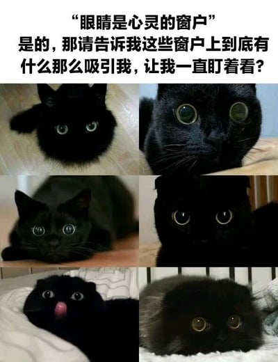 图片上方配有文字“眼睛是心灵的窗户 是的，那请告诉我这些窗户上到底有什么那么吸引我，让我一直盯着看？”，下方是六张不同姿态的黑猫照片。黑猫们有着又大又圆的眼睛，有的躺卧在地凝视镜头，有的趴在木板上专注看向前方，还有的吐着小舌头显得格外呆萌。整体通过将黑猫的眼睛比作“心灵的窗户”，幽默地表达了人们被猫咪可爱眼神吸引、忍不住一直注视的心情。