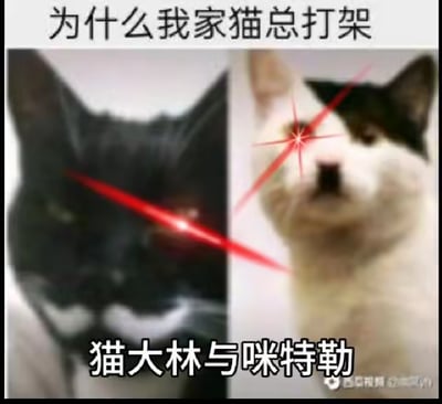 这是一张左右拼接的P图搞笑梗图，左侧是一只表情严肃的黑猫，右眼被添加了红色激光特效；右侧是一只黑白花色的猫，双眼被添加红色激光特效，二者呈现出对峙的姿态。图上方配有文字“为什么我家猫总打架”，下方配有文字“猫大林与咪特勒”，使用谐音梗——“猫大林”谐音“斯大林”，“咪特勒”谐音“希特勒”，将两只打架的猫调侃成两位敌对的历史人物，用夸张的激光眼特效强化它们的敌对氛围，以此制造出戏谑搞笑的效果，用来调侃自家猫咪打架的激烈场景。