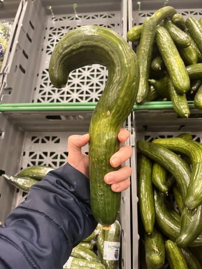 这是一张在超市蔬菜区拍摄的实拍照片，画面左侧有一只穿着藏青色棉服外套的手，正握着一根外形十分独特的黄瓜，该黄瓜的弯曲弧度与标点符号「问号」的造型完全一致，巧合感十足。背景是超市用来陈列黄瓜的灰色镂空塑料周转筐，筐内还摆放着大量其他普通形态的黄瓜。