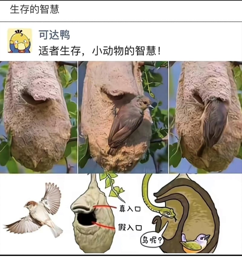 经典卡通