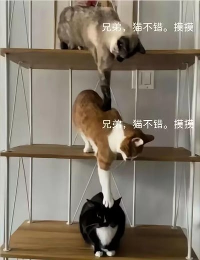 图片展示了三只猫咪分别站在三层置物架的不同层架上，从上到下依次是暹罗猫、橘白猫咪、黑白奶牛猫。上层的暹罗猫用爪子搭在中间橘白猫的头上，橘白猫则用爪子放在最下层奶牛猫的脑袋上，形成了有趣的层级摸头的连锁画面。图中还配上了重复的文字“兄弟，猫不错。摸摸”，让这个场景看起来像是猫咪之间的“社交互动”，充满了搞笑和治愈的氛围，没有双关或谐音梗。