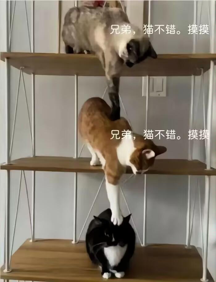 黑白奶牛