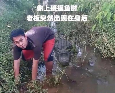 这是一张充满趣味的职场梗图，画面中一名男子弯腰半浸在水沟里，双手撑在沟边草地上，做出类似“摸鱼”的动作，他回头看向镜头，脸上露出惊恐、慌张的错愕神情。在男子身后的水沟中，藏着一只鳄鱼，画面上方配文“你上班摸鱼时 老板突然出现在身后”，用双关手法将现实中的“摸鱼”和职场里偷懒的“摸鱼”结合，把老板比作身后的鳄鱼，生动又夸张地表现出职场人摸鱼被老板抓包时的惊恐与慌乱，极易引发职场群体的共鸣，充满搞笑效果。