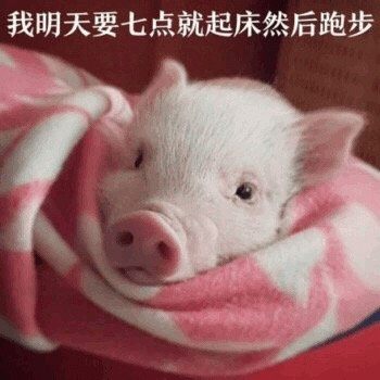 小香猪裹毯立志早起跑步