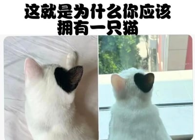 图片为左右两栏拼接的图文混排内容，顶部配有文字'这就是为什么你应该拥有一只猫'。左侧图片中，一只白猫趴在浅色床单上，头部后方有一块黑色的心形毛发区域（形似心型耳朵），并抬起一只前爪；右侧图片中，同一只白猫坐在窗边，扭头望向窗外的绿色植物，头部相同位置的心形毛发清晰可见。整体通过展示猫咪可爱的外形和日常场景，传达养猫的治愈与温馨，以此作为推荐养猫的理由。