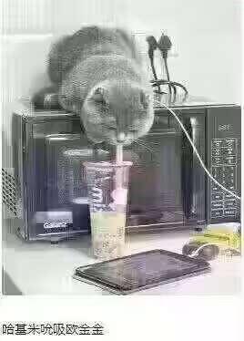 一只灰色的猫咪趴在黑色微波炉的顶部，正专注地伸长舌头，从放在微波炉前方的珍珠奶茶杯里吸食奶茶，杯身带有数字“3”的标识。图片底部配有文字“哈基米吮吸欧金金”，这里运用了谐音梗，“欧金金”谐音珍珠奶茶的相关表述，用可爱的调侃方式呈现猫咪吸奶茶的模样，整体画面滑稽有趣，充满治愈感。