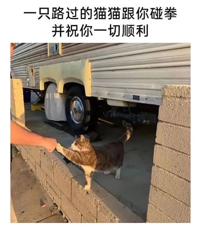 图片中一只棕白相间的猫咪站在灰色砖墙上，正伸出右前爪与墙另一侧人类伸出的拳头轻轻碰在一起，仿佛在进行“碰拳”互动。背景中可见一辆浅色拖车的底部及轮胎，地面为水泥材质。图片上方配有文字“一只路过的猫猫跟你碰拳 并祝你一切顺利”，整体营造出温馨、治愈的氛围，传递出友好的祝福。