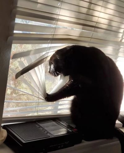一只胸口带有白色毛发的黑猫正坐在窗台上，前爪扒拉着百叶窗叶片，努力将其拉开缝隙向外张望。阳光透过百叶窗在猫身和窗台投下斑驳光影，窗台上还放置着一个黑色电子设备（疑似收音机或录音机），整体场景展现了猫咪的好奇心与日常生活气息。