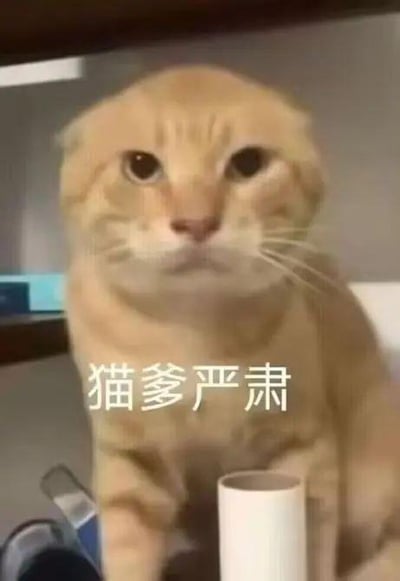 这张梗图以一只严肃、警觉的橘猫为主角，下方配有“猫爹严肃”字样。图片源自网络走红的‘耄耋（猫爹）’表情包，猫咪标志性的圆头和“飞机耳”造型令人印象深刻，神态中带有一丝霸气与不满，极具网梗特色。该梗图常用于表达吐槽、威严、反击等情绪，有明显的谐音梗和二创痕迹，适合用来调侃身边严肃权威的人或场合。该形象还演化出如“蜘蛛耄耋”一类的丰富网络变体。

本图中的“猫爹严肃”属于常见谐音梗‘耄耋’的延展应用，通过动物表情与网络二次创作引发共鸣，体现了网友对角色拟人化、幽默化的手法。