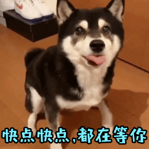 着急催促的狗狗：快点快点，都在等你！